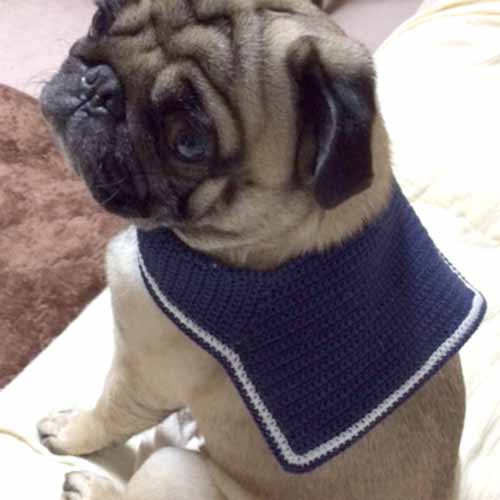 犬のネッククーラー　（セーラーカラー）